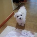 절세미견 이미지