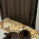 샤방하개 이미지