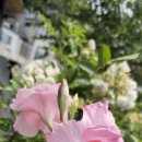 마리에
