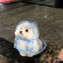 봄날의 댕댕이 이미지