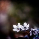 우리동네현대약국 이미지