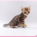 고양이 분양 제나캣 울산점 이미지