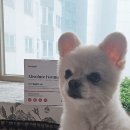 순천시 유용미생물 생산시설 | [강아지사료추천] 알러지사료와 눈물사료로 인기 많은 케어펫 건강 반려 사료