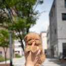 아르르펫 이미지