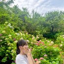 태종로 | 부산 영도 가볼만한 곳 &#39;태종대&#39; 수국 축제 다녀온 후기 (+ 실시간 개화 상태)