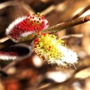 호랑호랑 이미지