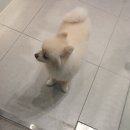 더 가인안마시술소 | 발산역 미용실 해피니언 레이어드컷, 레이어드 단발 후기