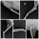 현리동물병원 이미지