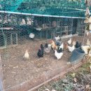 그린에덴펜션 이미지