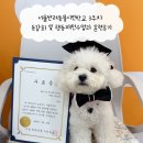 시그널동물병원 | 서울반려동물시민학교 3주차 둔감화 및 행동패턴수업과 훈련후기