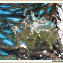 묘산주유소 이미지