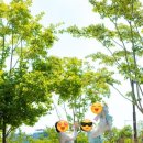 라미갤러리 | [돌잔치 준비-3] 경기 판교 연인의정원 청계산로점 돌잔치 후기 돌스냅 정성스냅주니스냅