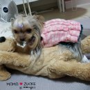 멍멍이PC 이미지