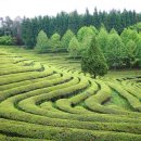 보성운해녹차 이미지