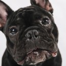 고등동물병원 이미지