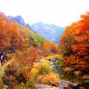 11월 9일(수) 청송 주왕산 & 주산지 단풍여행갑니다^^* 이미지