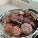 경상남도 수산안전기술원 | 홍가리비 추천 창영수산 고성 홍가리비 2kg 가리비찜 가리비라면 만들어먹은 후기