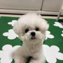 hododog(호도독) 네이버블로그
