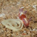 연체동물 - 복족綱 - 나새目 - 갯민숭달팽이科 - 할리퀸갯민숭달팽이 이미지