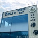 화이트펫# 네이버블로그