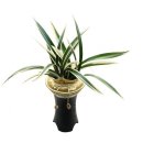 일향(一香) 이미지