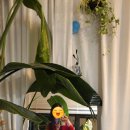 씨유제주516도로점 | 제주 성산 숙소 추천 꽃하루방게스트하우스 서귀포 가성비 게하