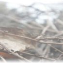 펠리체리조트 이미지