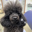 강북에이스애견미용학원 이미지