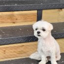 배산동물병원 이미지