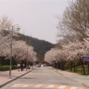 제가 근무하는 학교(국립군산대학교)에 벗꽃이 활짝 이미지