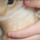 보보캐터리 이미지