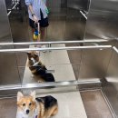 미사다나을동물병원 | 하남 미사역 다나을동물병원 강아지 초콜릿 먹었을때 처치