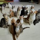 인투캣츠 이미지