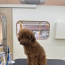 네추럴 그루밍 이미지