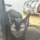 노아동물병원 | 고양이 턱 붓기, 알레르기인 줄 알았는데 농양이었다-탄이 동물병원 후기