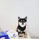 강아지 자연식 시바견도 잘먹는 기호성 좋은 화식 미국 앤서스펫푸드
