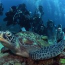 사방렉(Sabang wreck)과 <b>알마</b>제인(Alma Jane)