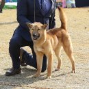 달구벌진도 이미지