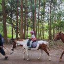 에코승마아카데미 | 제주 여행 - 2일차 함덕 펭귄잠수함, 에코승마아카데미, 산굼부리