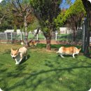 공항 가까운 전원주택 펫시터 이미지