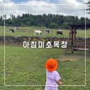 38개월 아기랑 제주도 여행 :: [아침미소목장] 우유주기 먹이주기 체험 내돈내산 후기