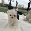 루이비숑 이미지