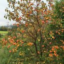 감나무한의원 이미지