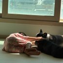 도리펫(Dori Pet) | 강아지기관지협착증 하루 700원 강아지영양제로 관리하기 | 펫인케어 멀티 이너핏