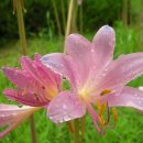 대산초등학교 이미지