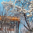 범계초등학교 앞 이미지