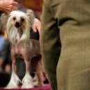 강아지 미용 이미지