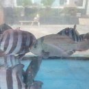 동성수산횟집 이미지