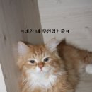 도도한고양이 이미지