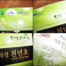 의성천년초